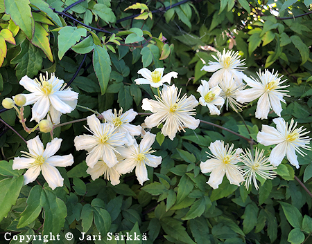 Clematis 'Paul Farges'